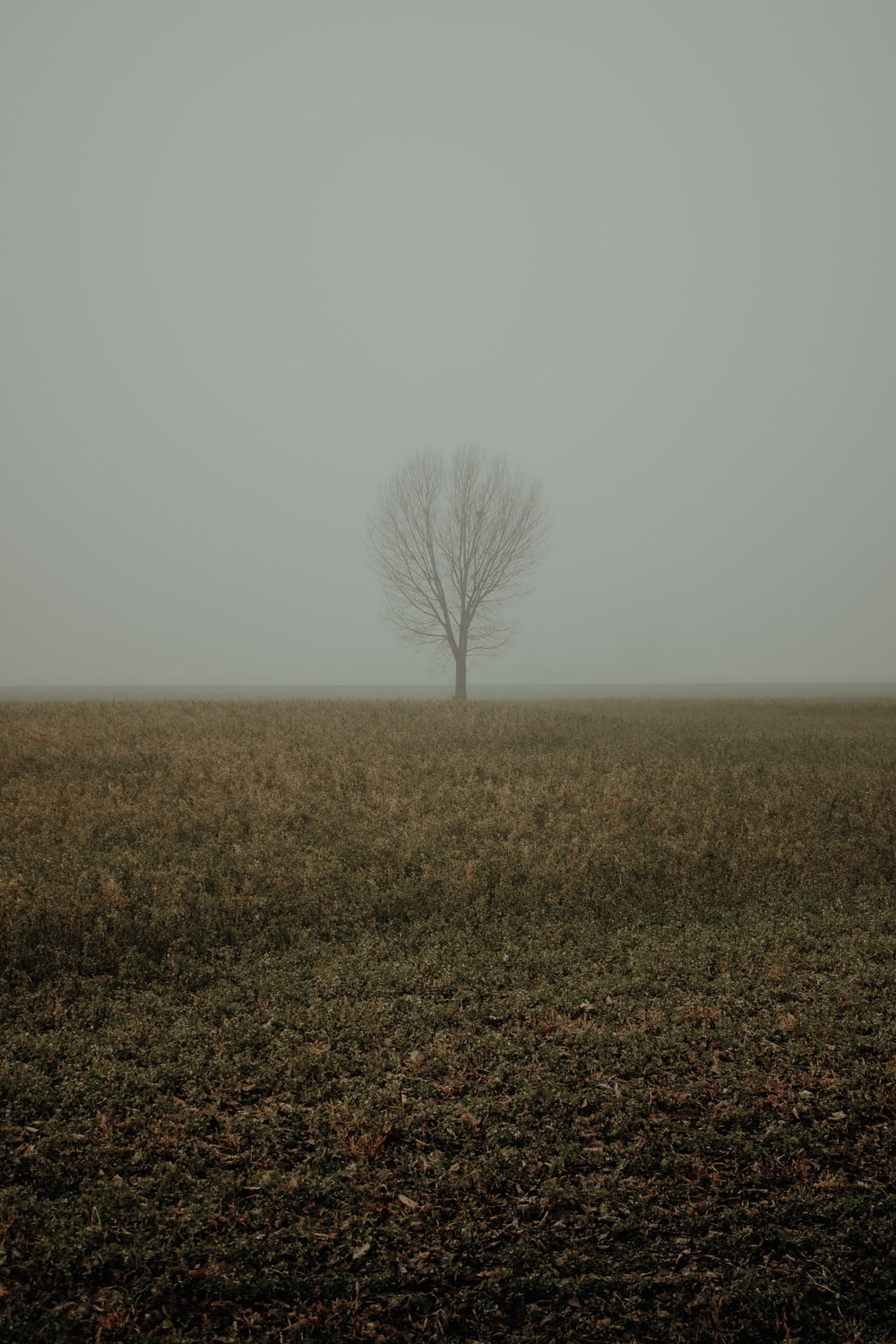 a lone tree in a field on a foggy day