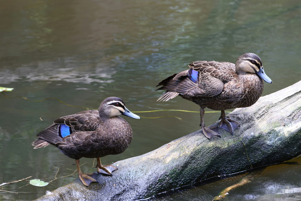 two ducks standing on a log in the water