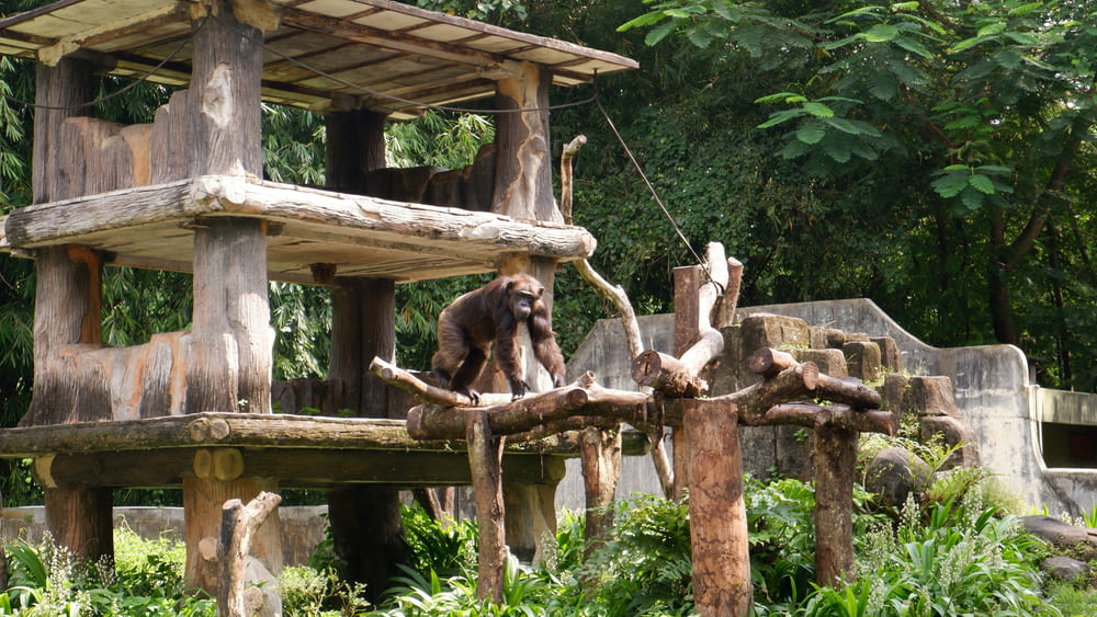 a monkey sitting on a tree branch in a zoo enclosure