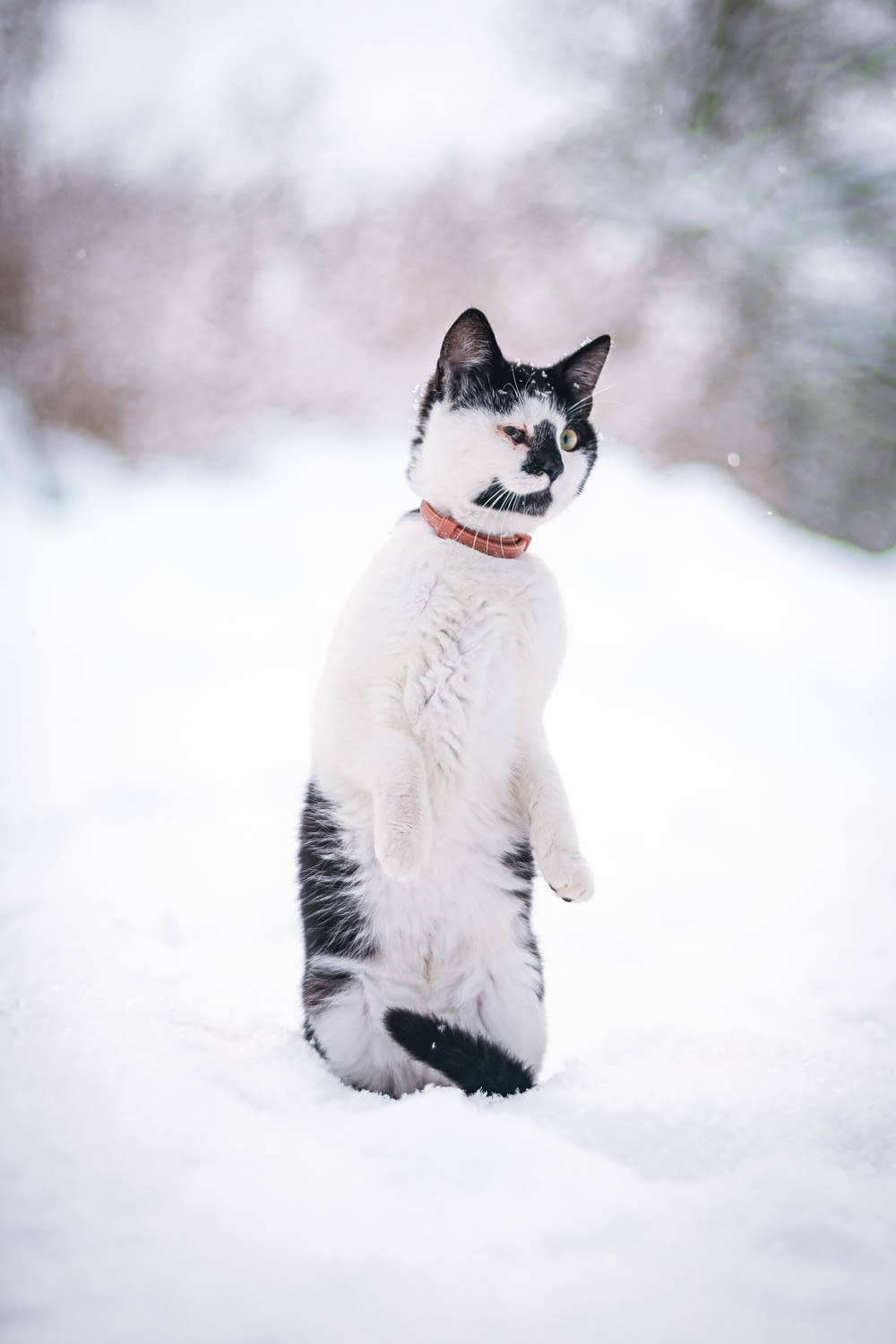 a black and white cat standing on its hind legs in the snow