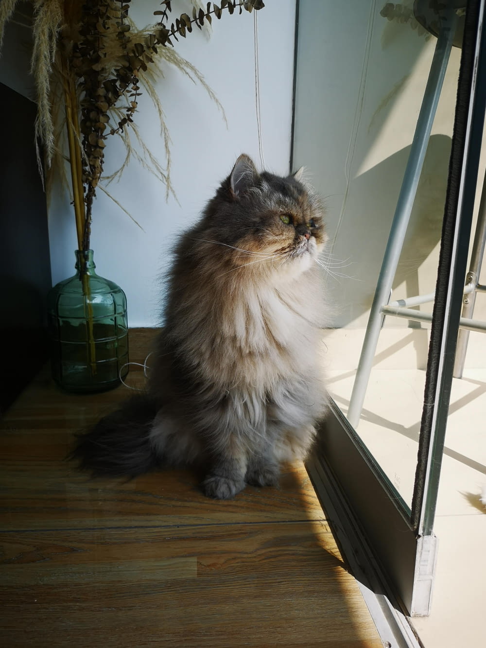 a fluffy cat sitting on a wooden floor next to a window