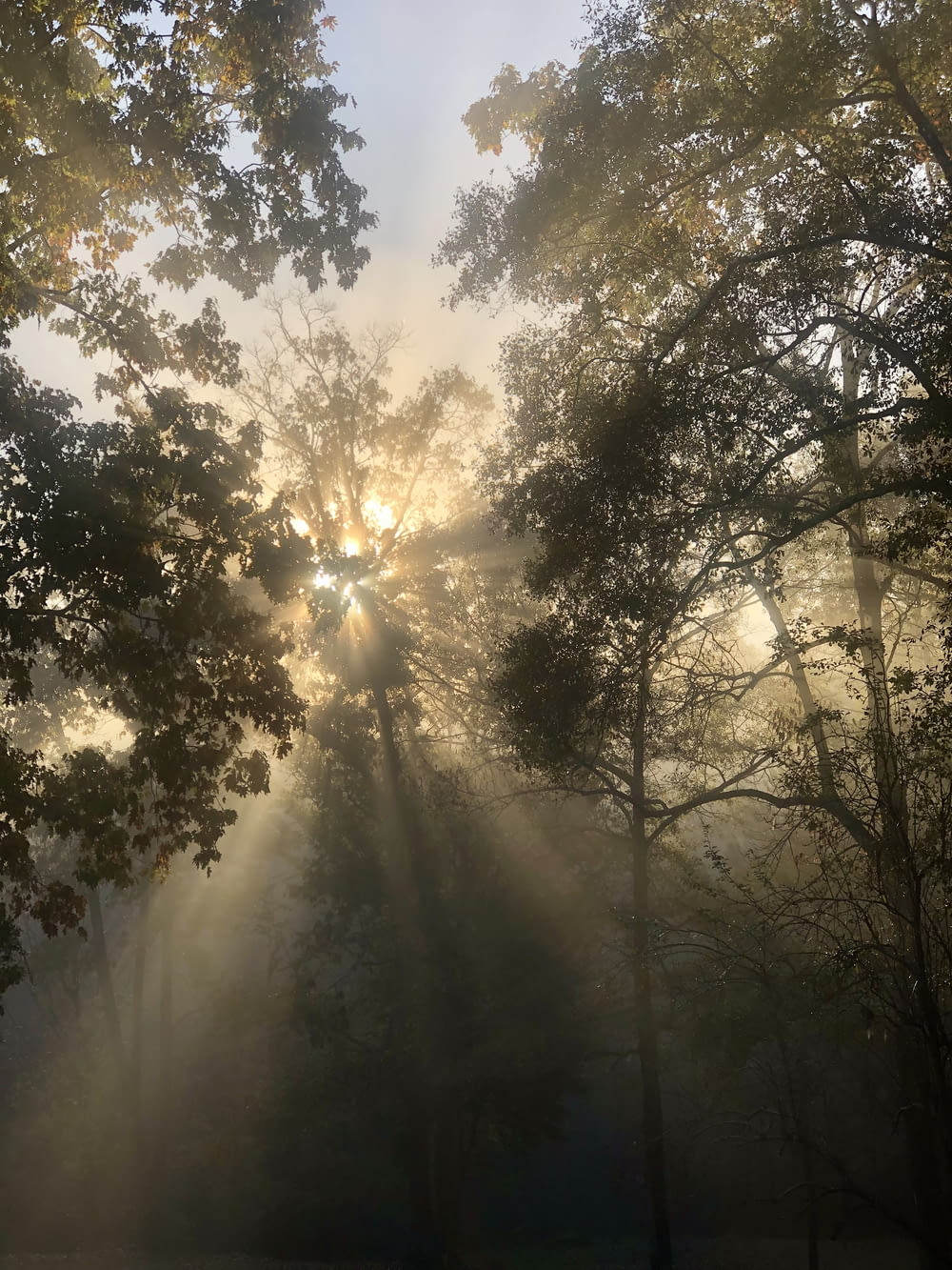 the sun shines through the trees in a foggy forest