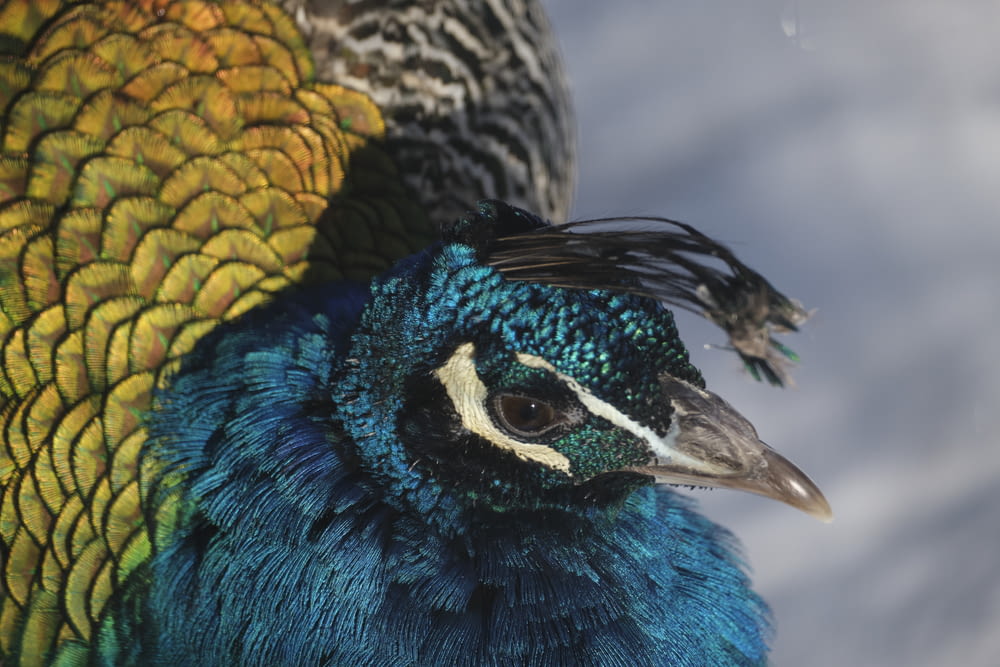 a close up of a peacock with a sky background