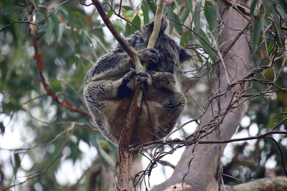 枝に頭を乗せて木に座っているコアラ
