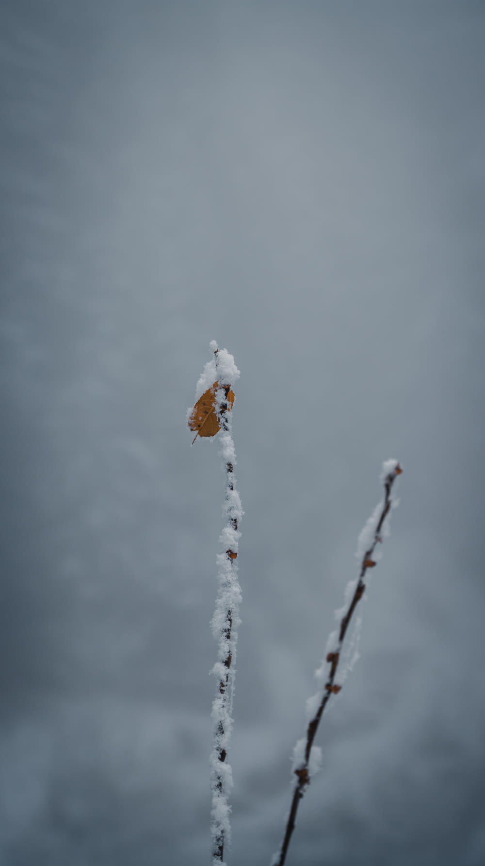 a plant covered in snow on a cloudy day