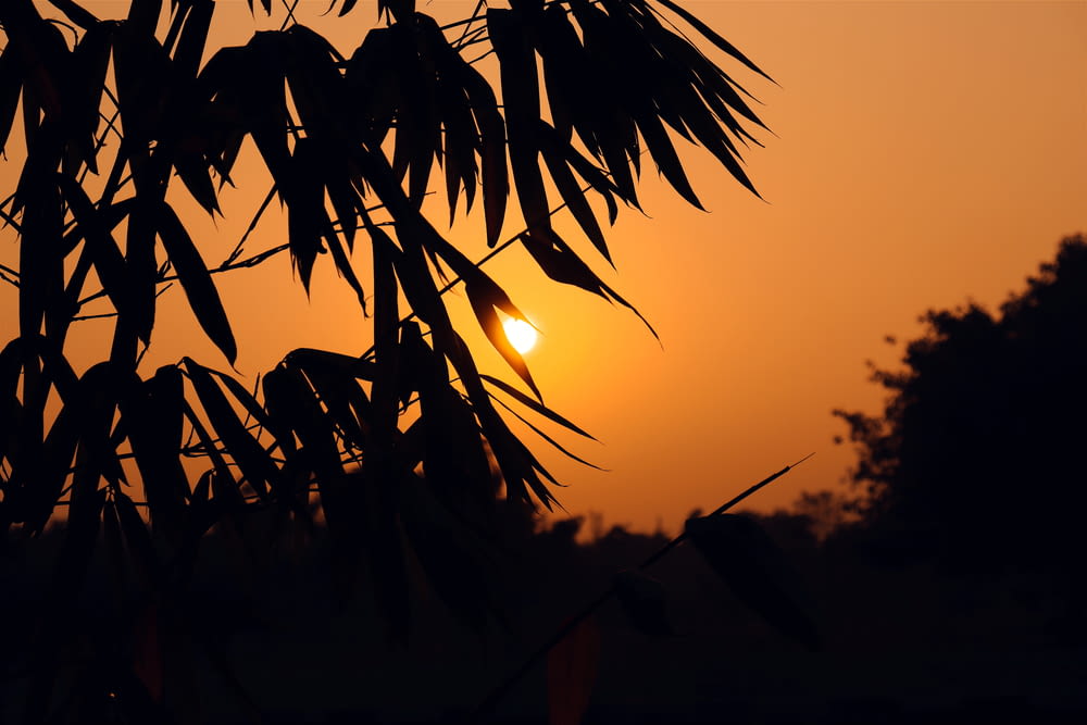 the sun is setting behind a bamboo tree