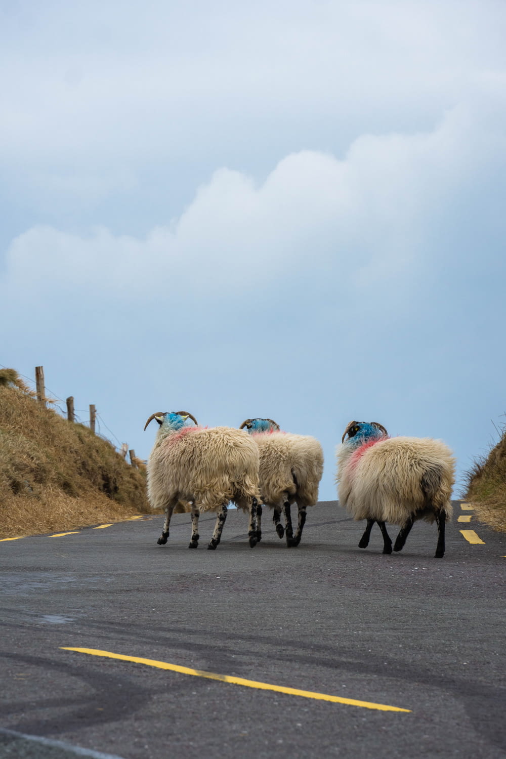 a herd of sheep walking across a road