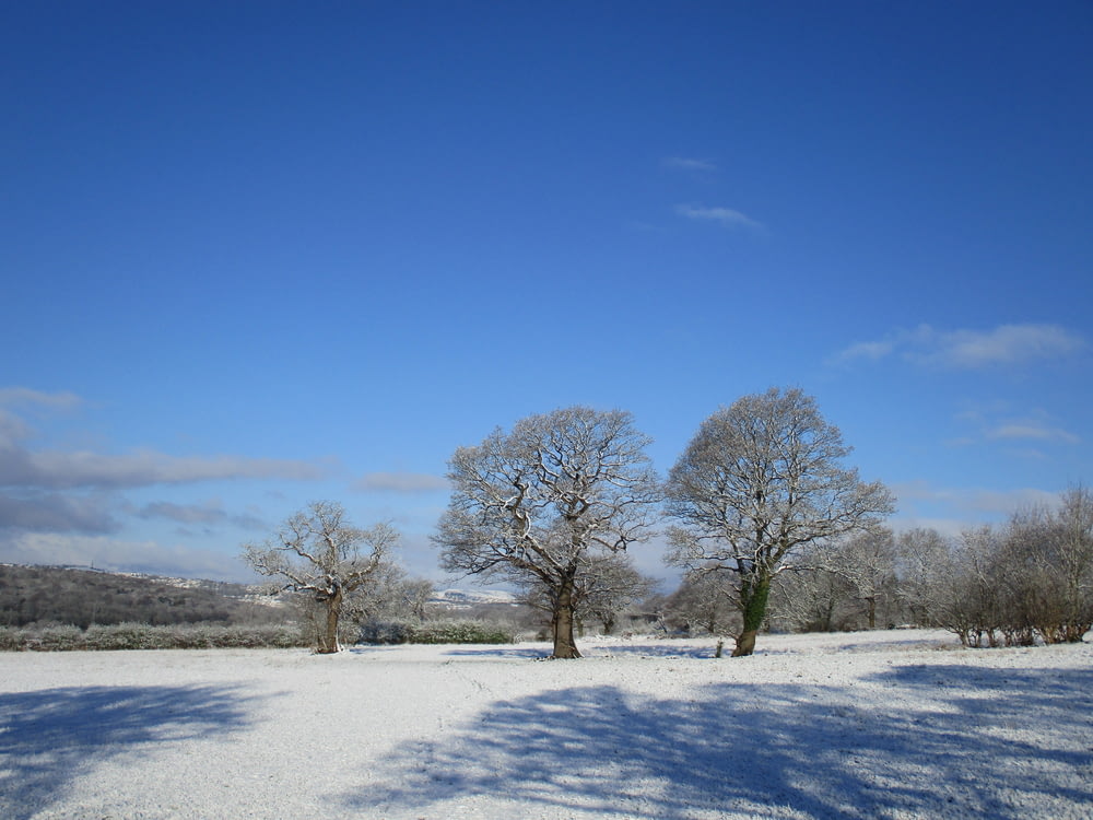Un campo innevato con alberi e un cielo blu