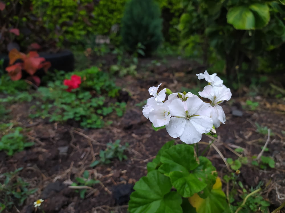 a white flower with green leaves in a garden
