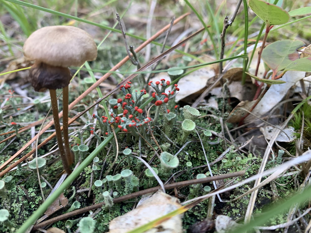 a mushroom and some red berries on the ground