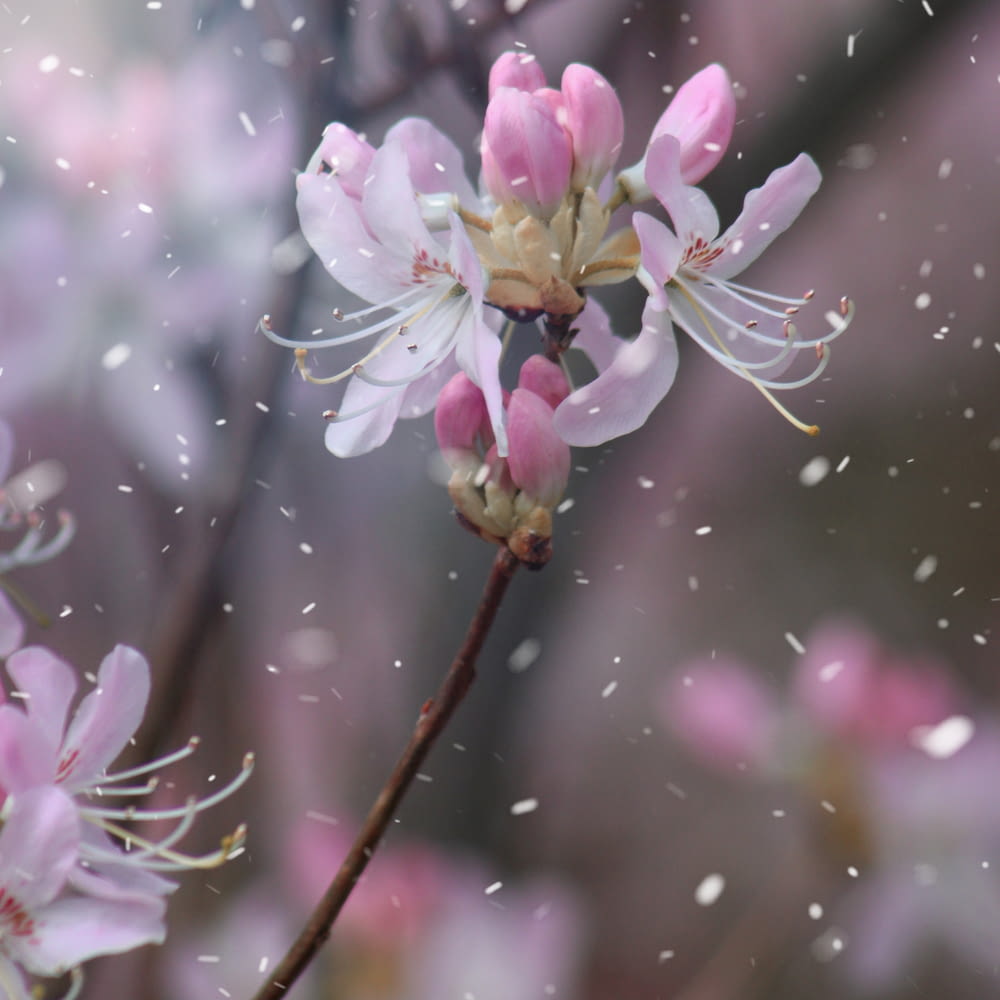 a close up of a pink flower with snow falling on it