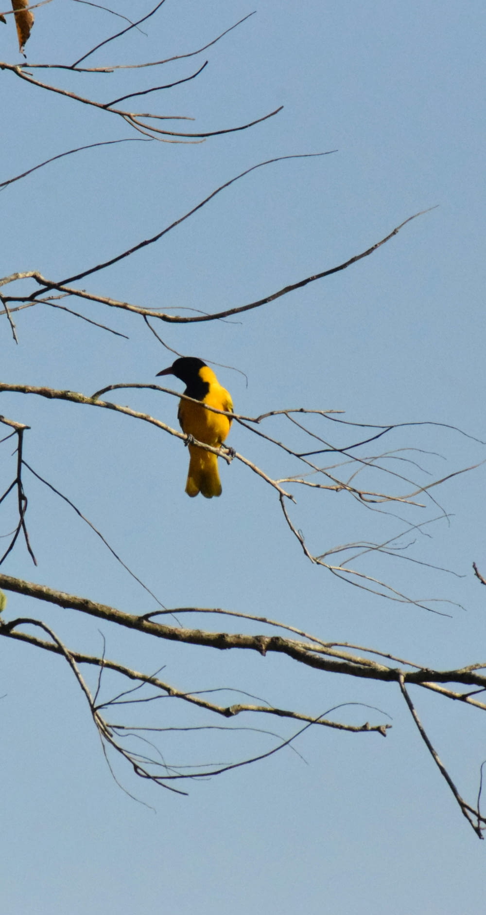 a yellow and black bird sitting on top of a tree branch
