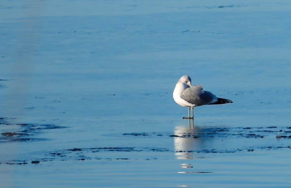 a seagull is standing on the ice in the water