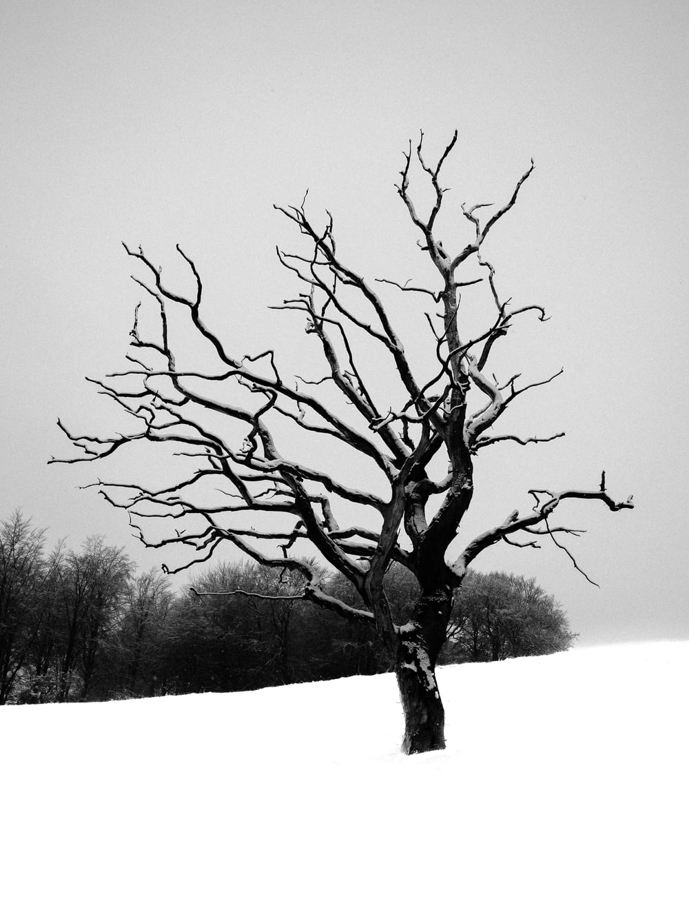 a bare tree standing in the middle of a snow covered field
