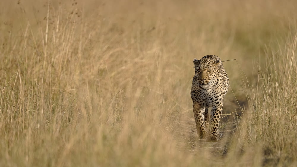 a cheetah walking through tall grass towards the camera