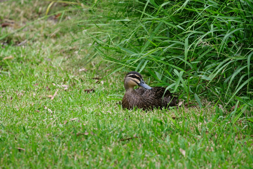 a duck sitting in the grass next to a bush