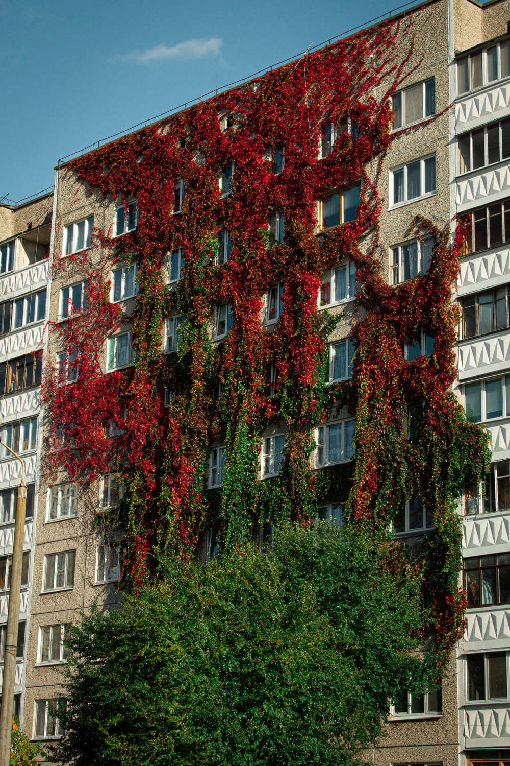 a tall building with lots of windows covered in vines