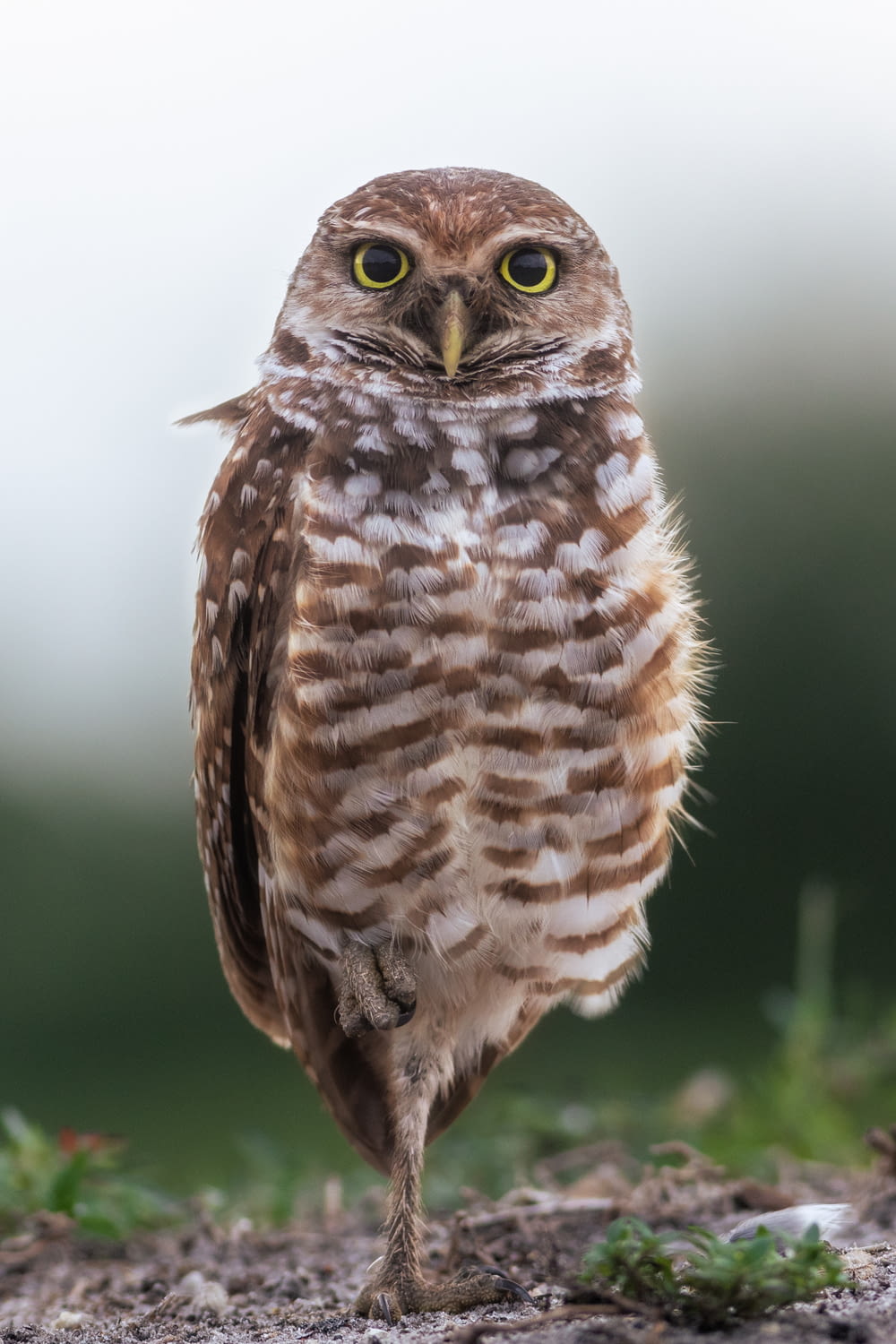 a small owl standing on top of a dirt field