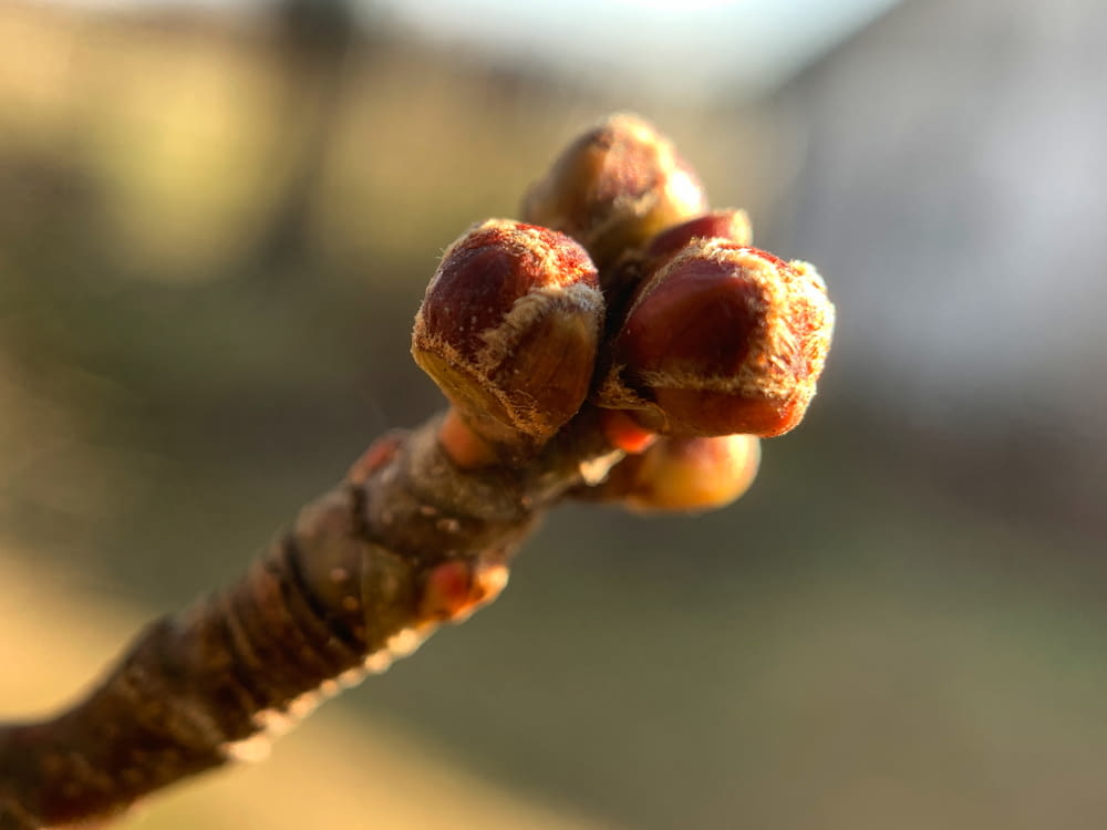 a close up of a tree branch with some fruit on it