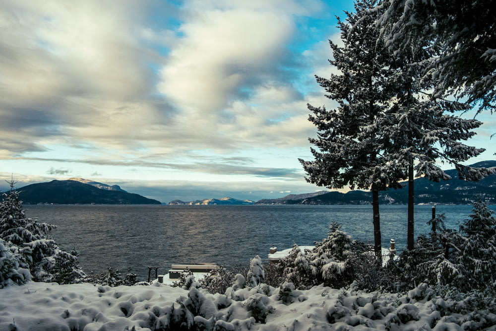 uma paisagem nevada com árvores e um corpo de água