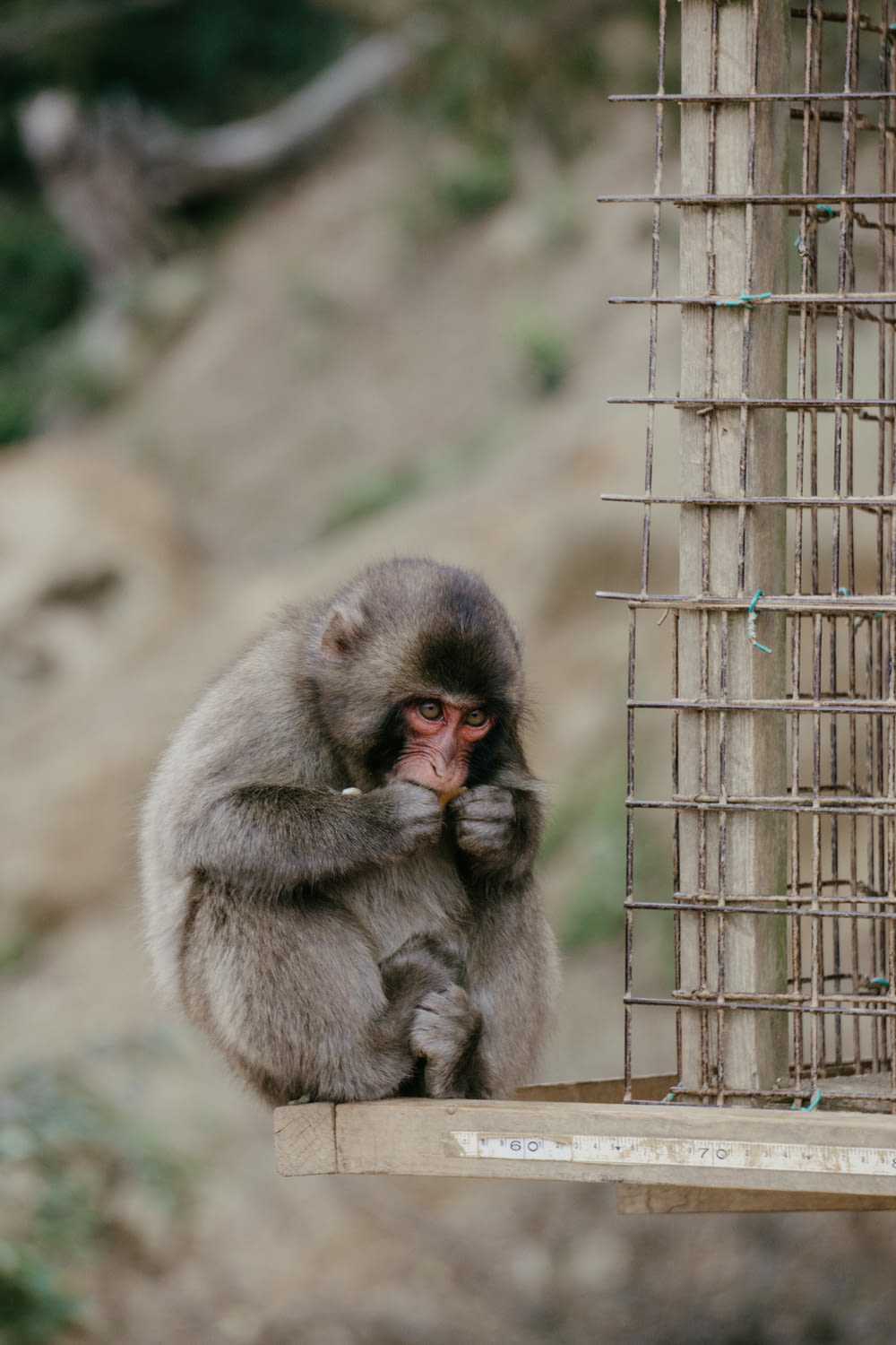a small monkey sitting on a ledge next to a cage