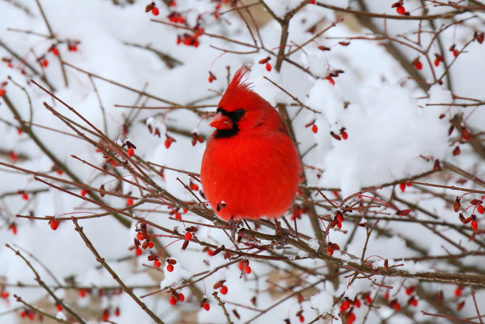 Un oiseau rouge assis au sommet d’un arbre rempli de baies