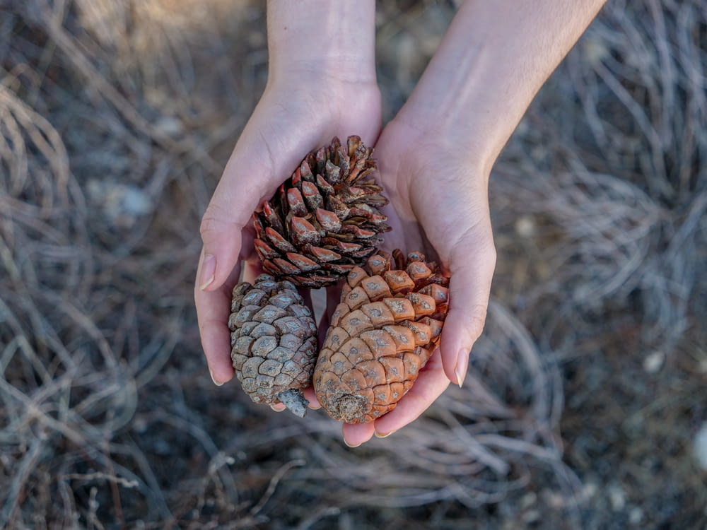 a person holding three pine cones in their hands