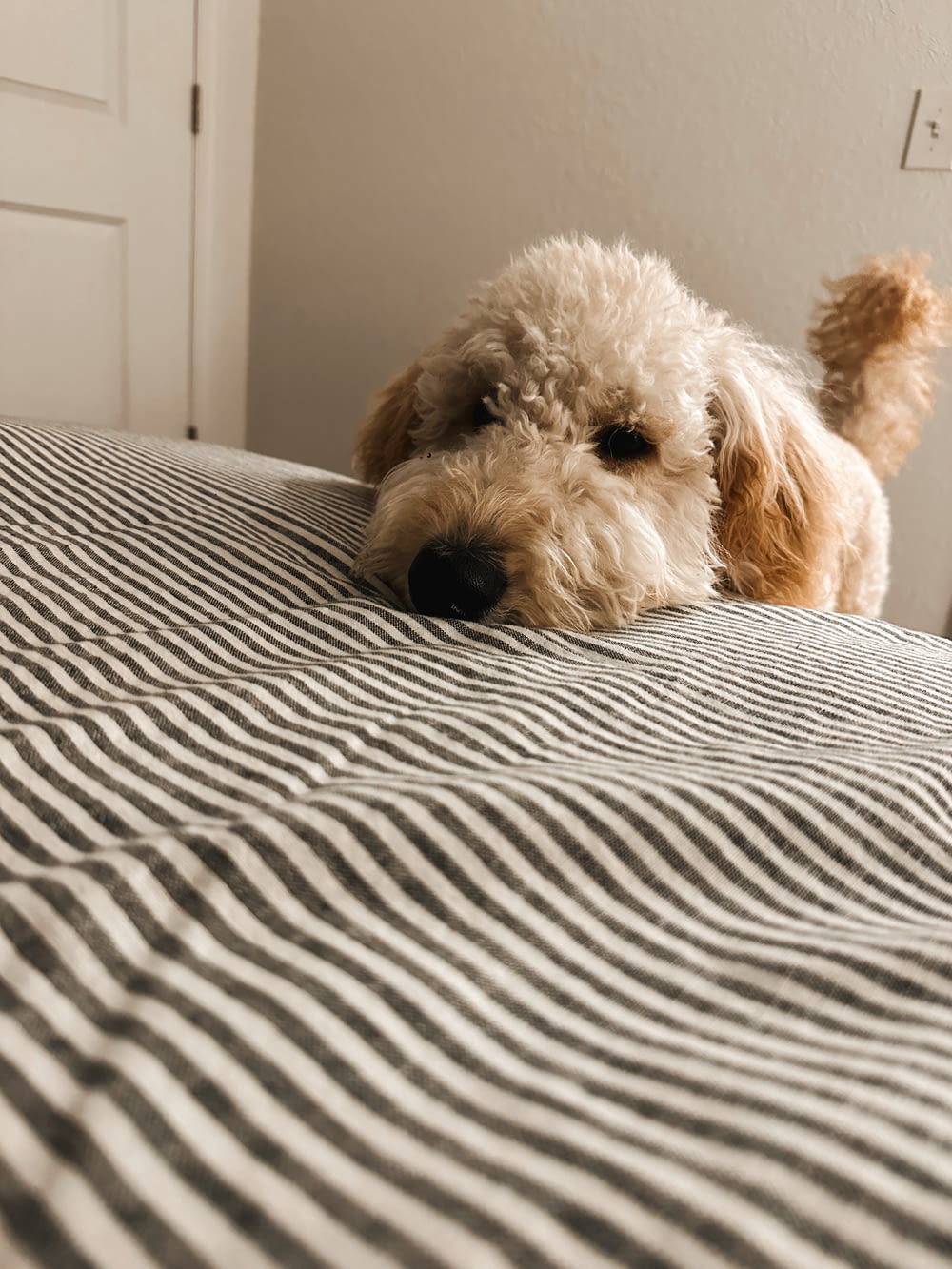 a dog laying on a bed with a striped blanket
