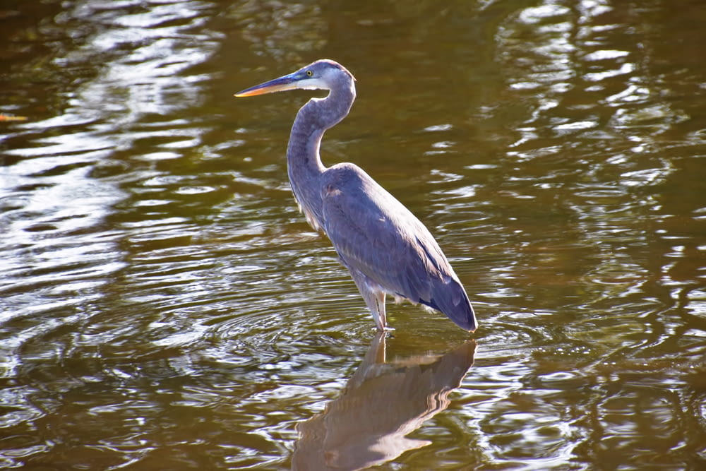 a bird is standing in the water near the shore