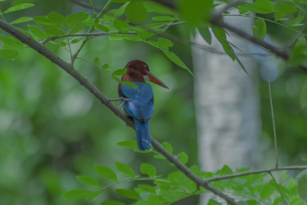 a small blue bird sitting on a tree branch