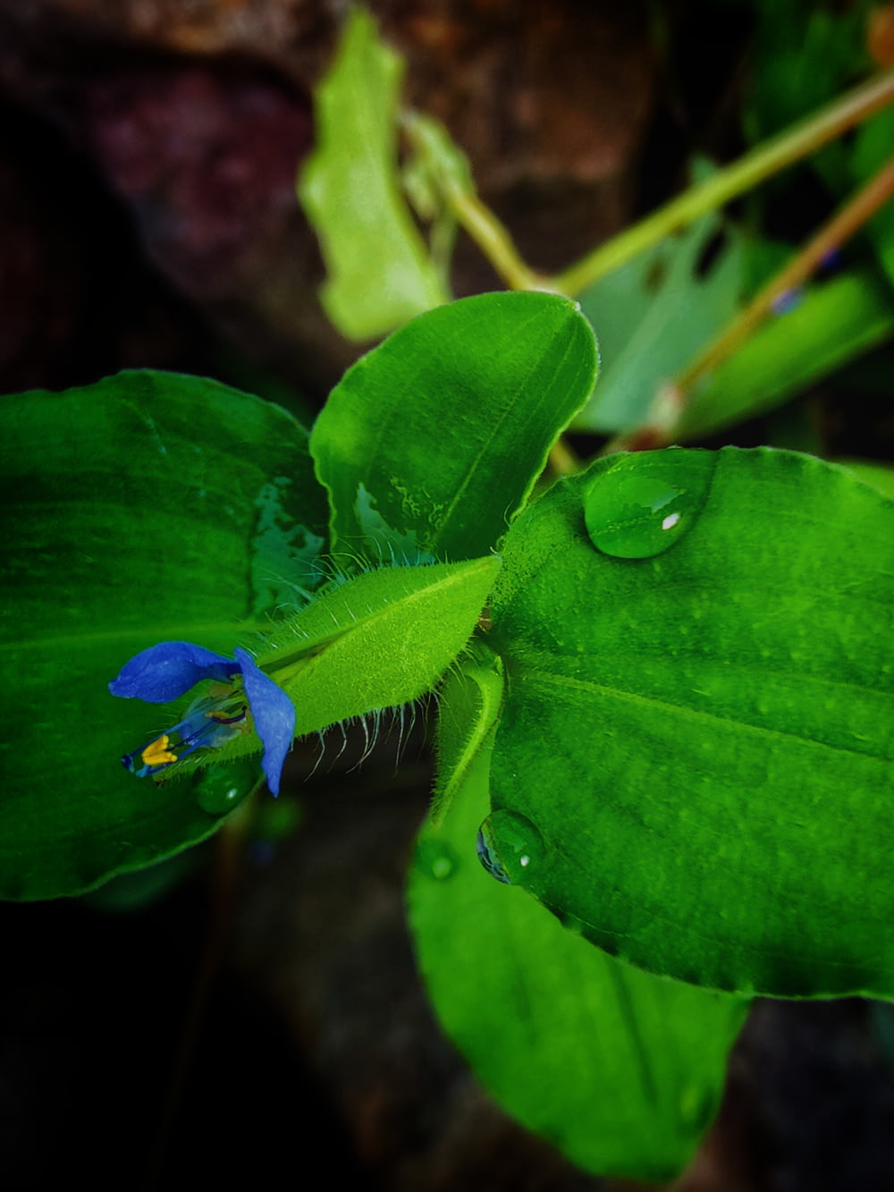 a green leaf with a blue flower on it