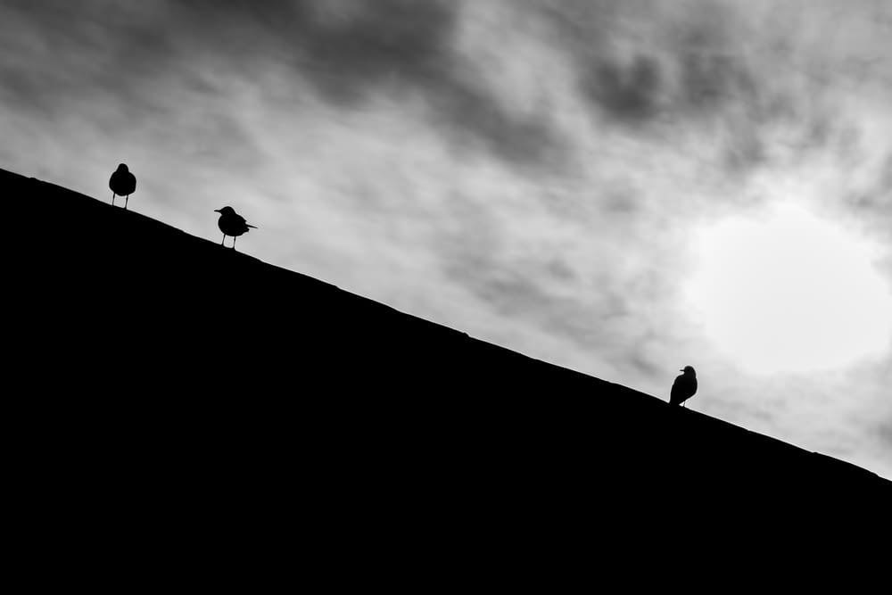 three birds sitting on top of a hill under a cloudy sky