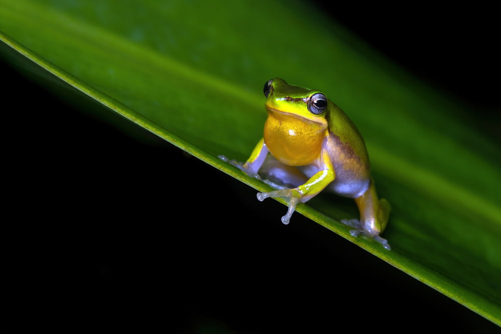 a frog sitting on top of a green leaf