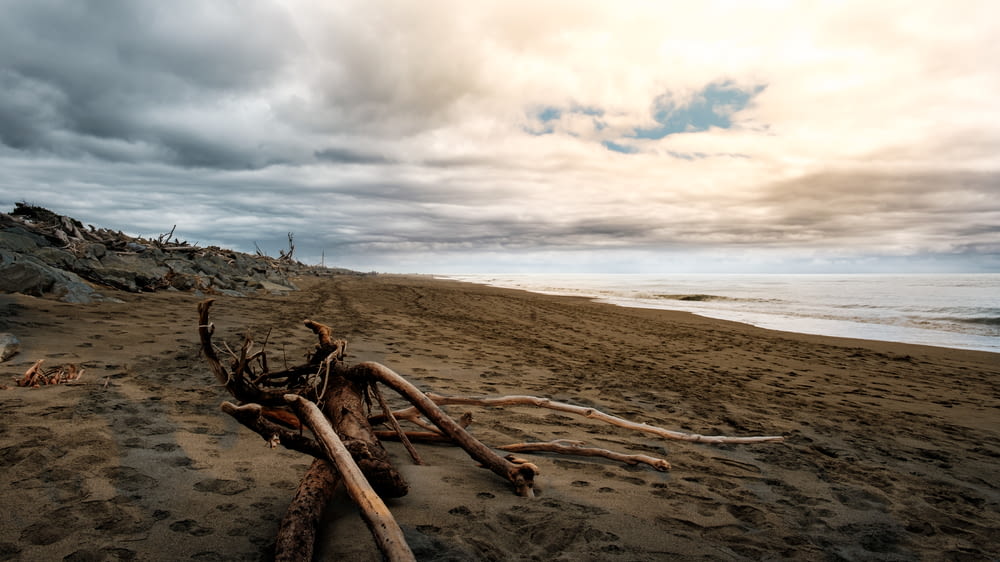 un bois flotté sur une plage avec un ciel nuageux en arrière-plan