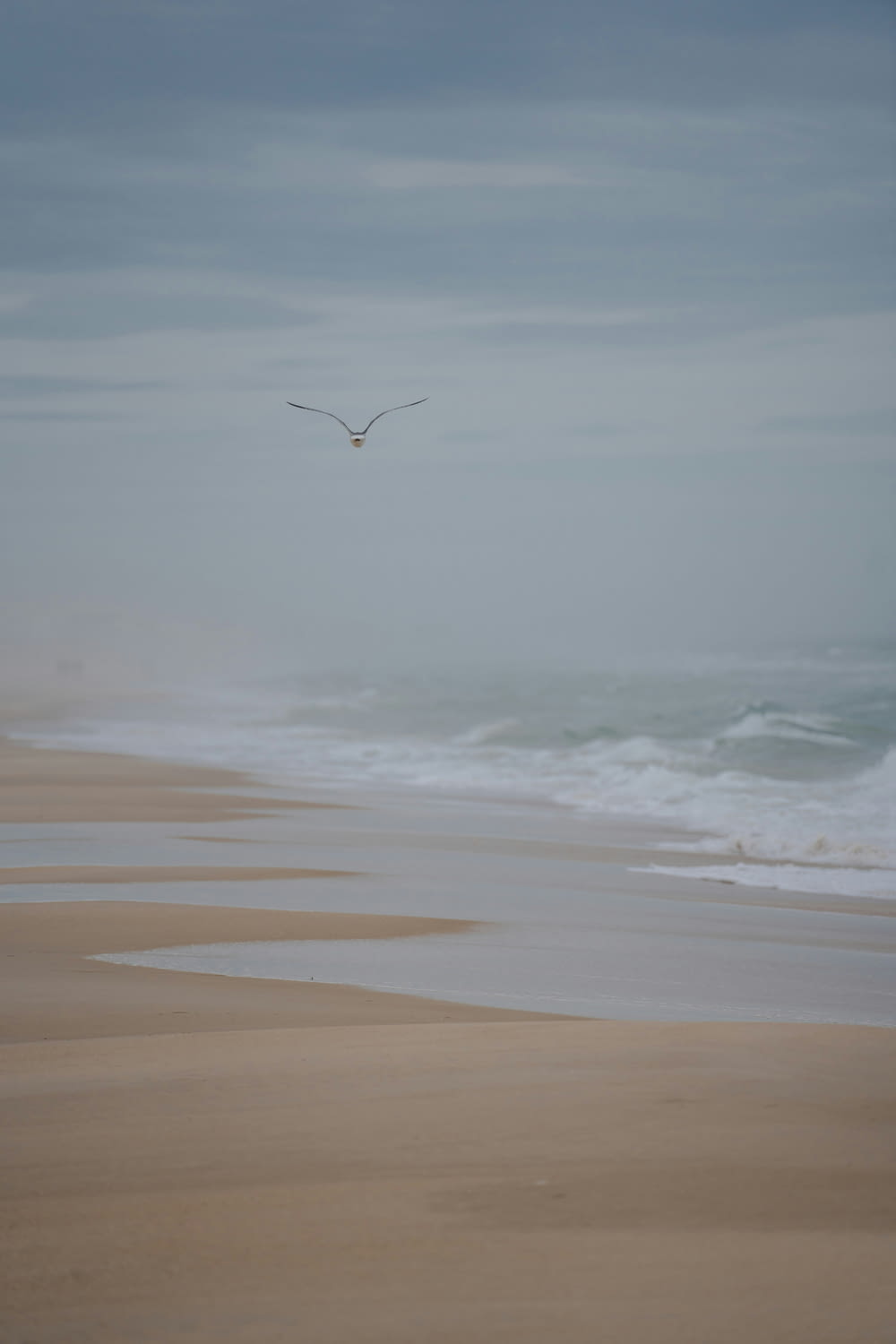 a seagull flying over a sandy beach on a foggy day