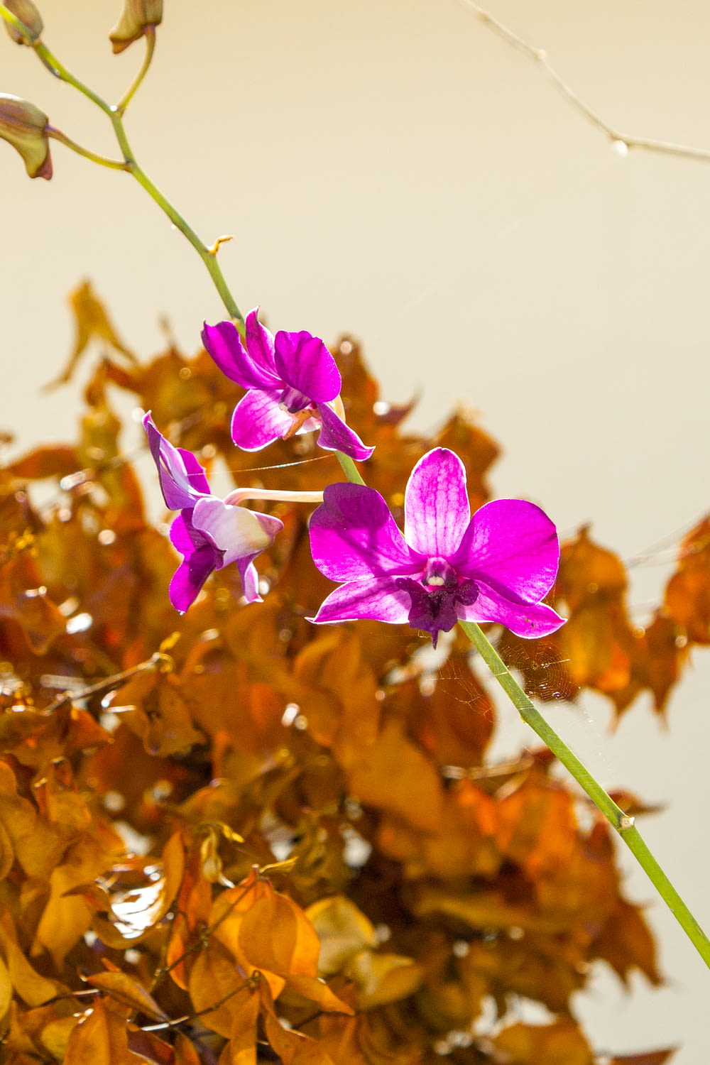 Una flor púrpura sentada encima de una planta verde