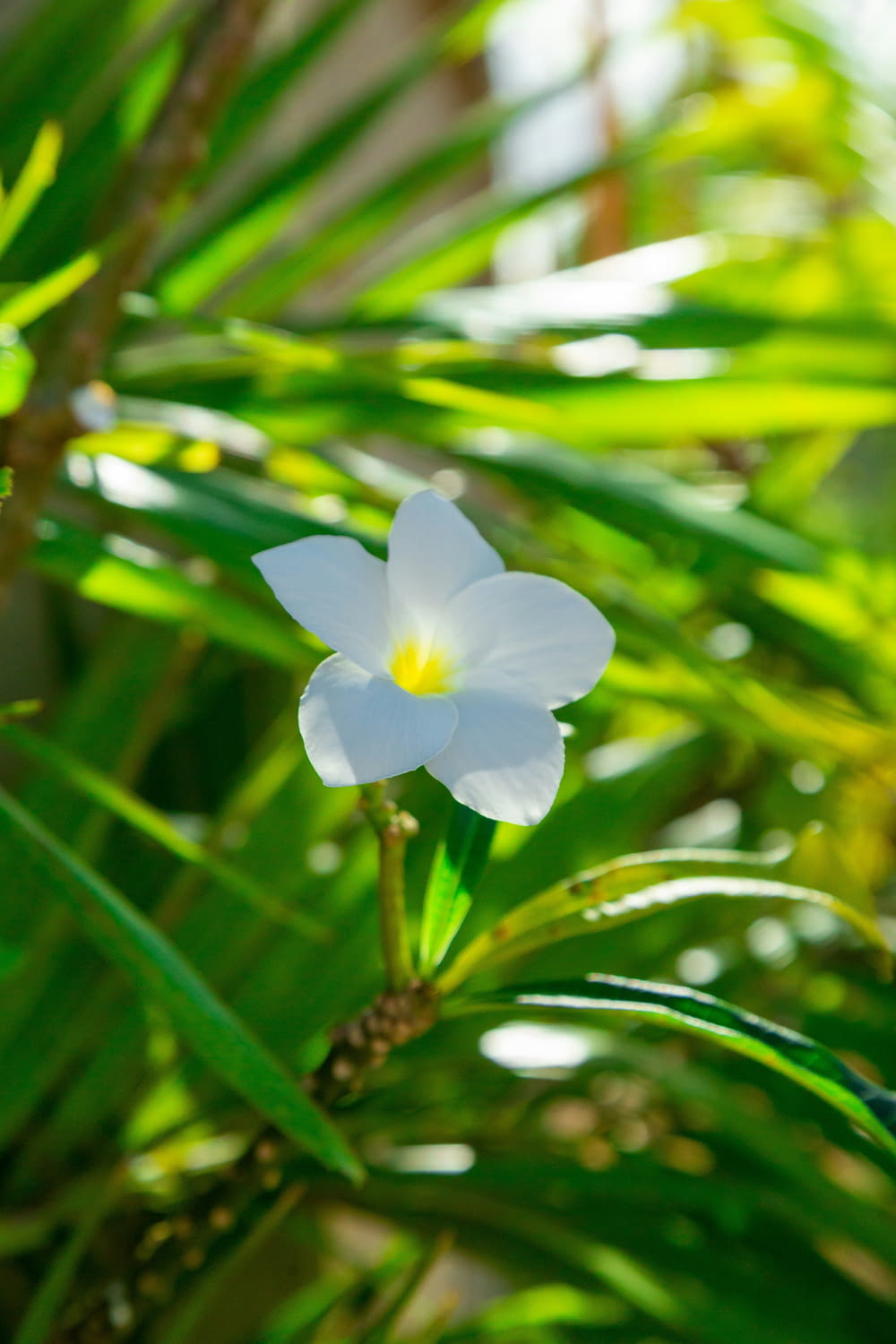 una flor blanca con un centro amarillo sentado sobre una planta
