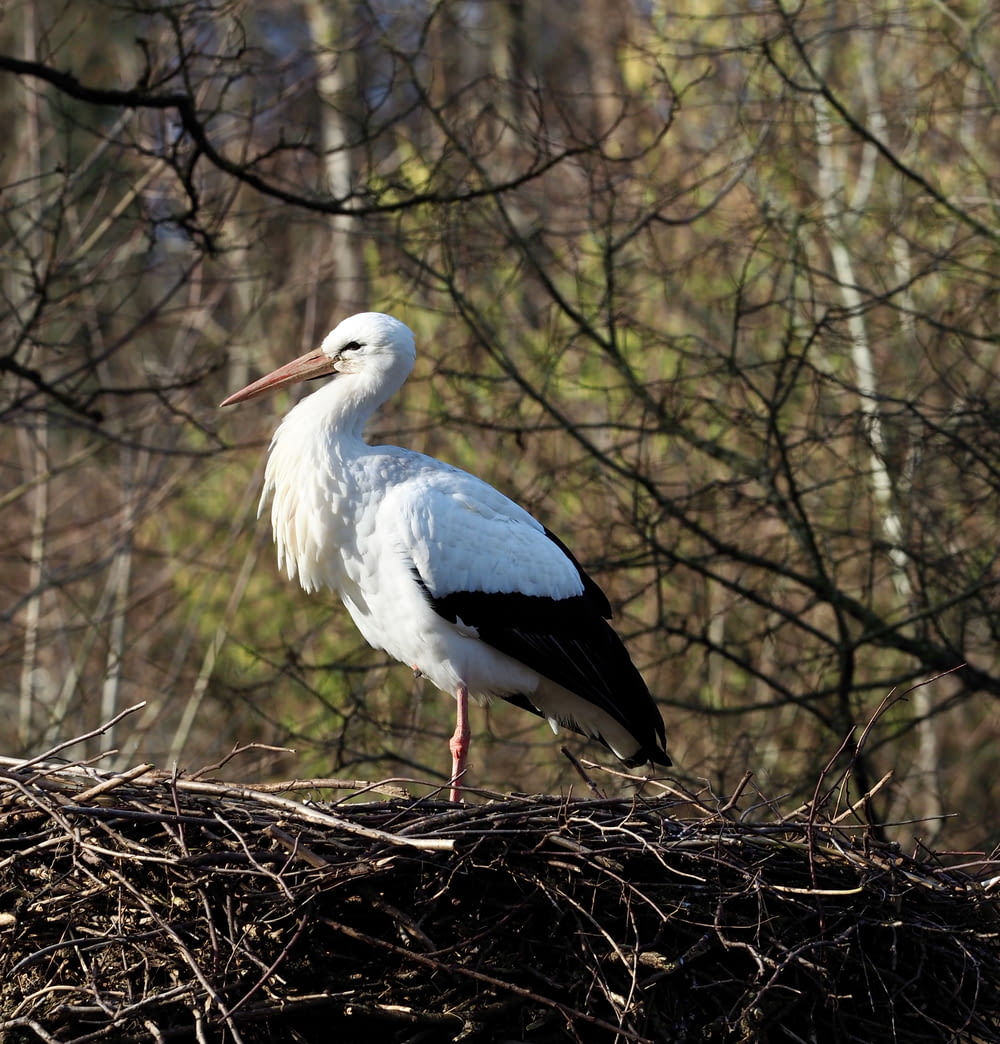 a large white bird standing on top of a nest