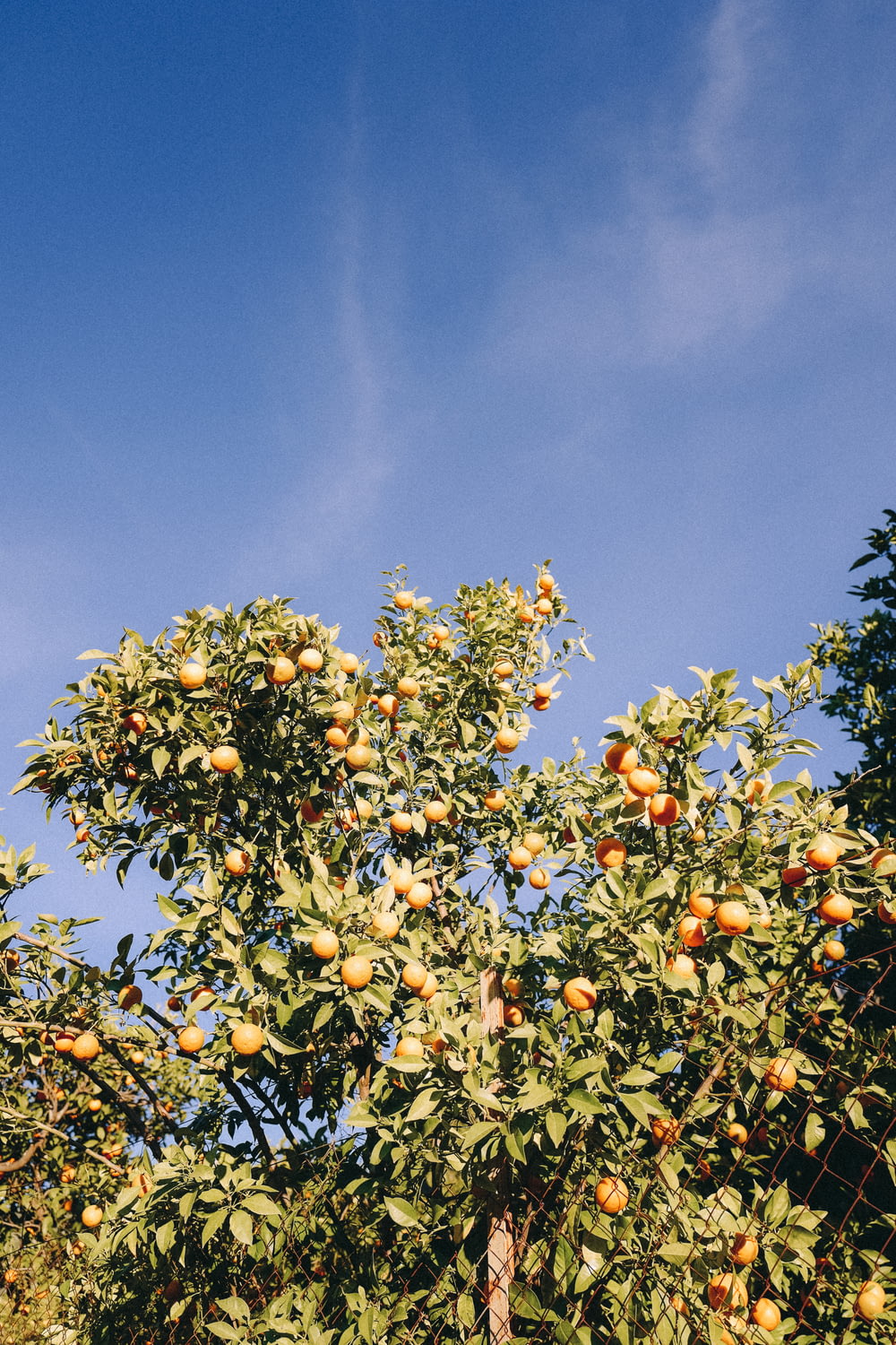a tree filled with lots of oranges under a blue sky