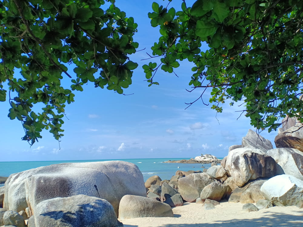 a beach with rocks and water under a tree