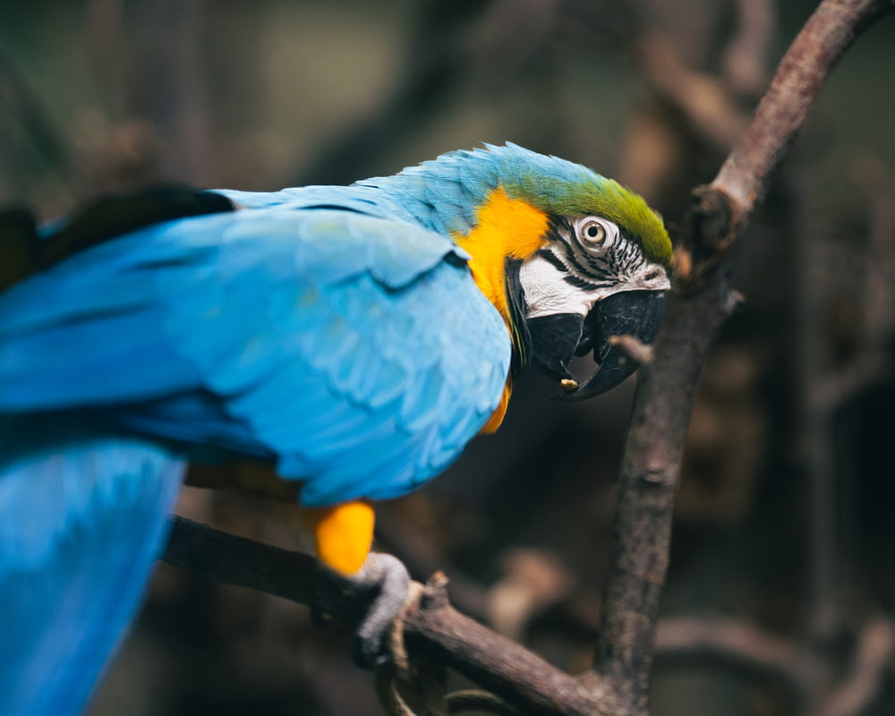 un perroquet bleu et jaune perché sur une branche d’arbre