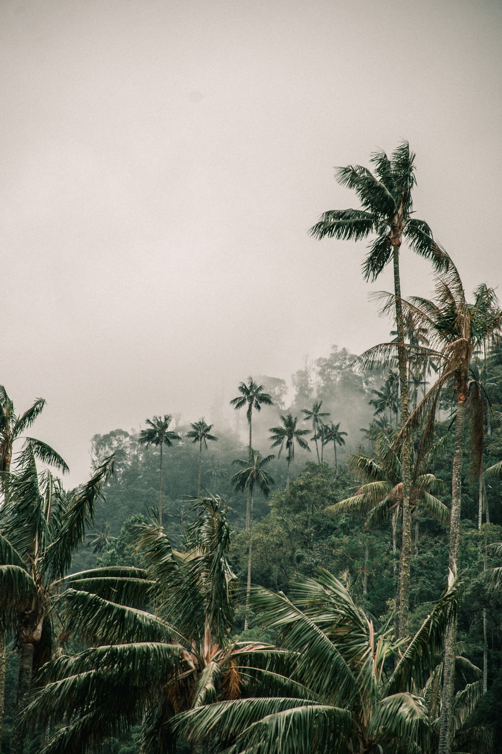 a forest filled with lots of tall palm trees