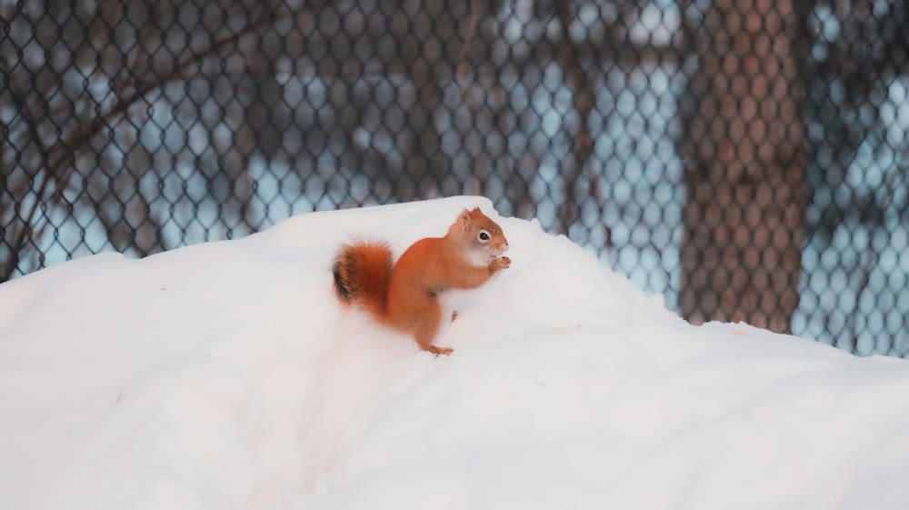 a red squirrel standing on top of a pile of snow