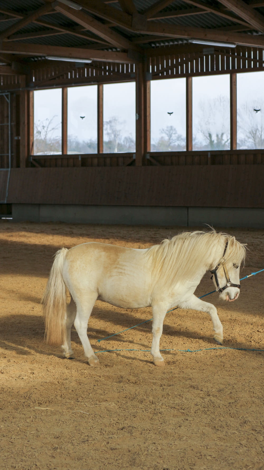 a white horse is walking in an enclosed area