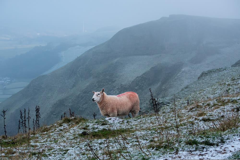 Ein Schaf steht auf einem schneebedeckten Hügel