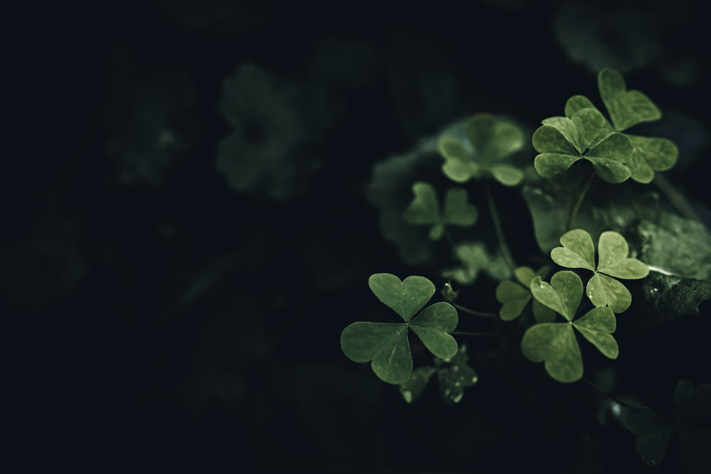 a bunch of green clovers on a black background