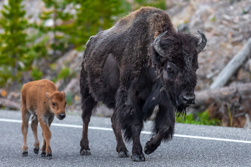 an adult bison and a baby bison walking down a road