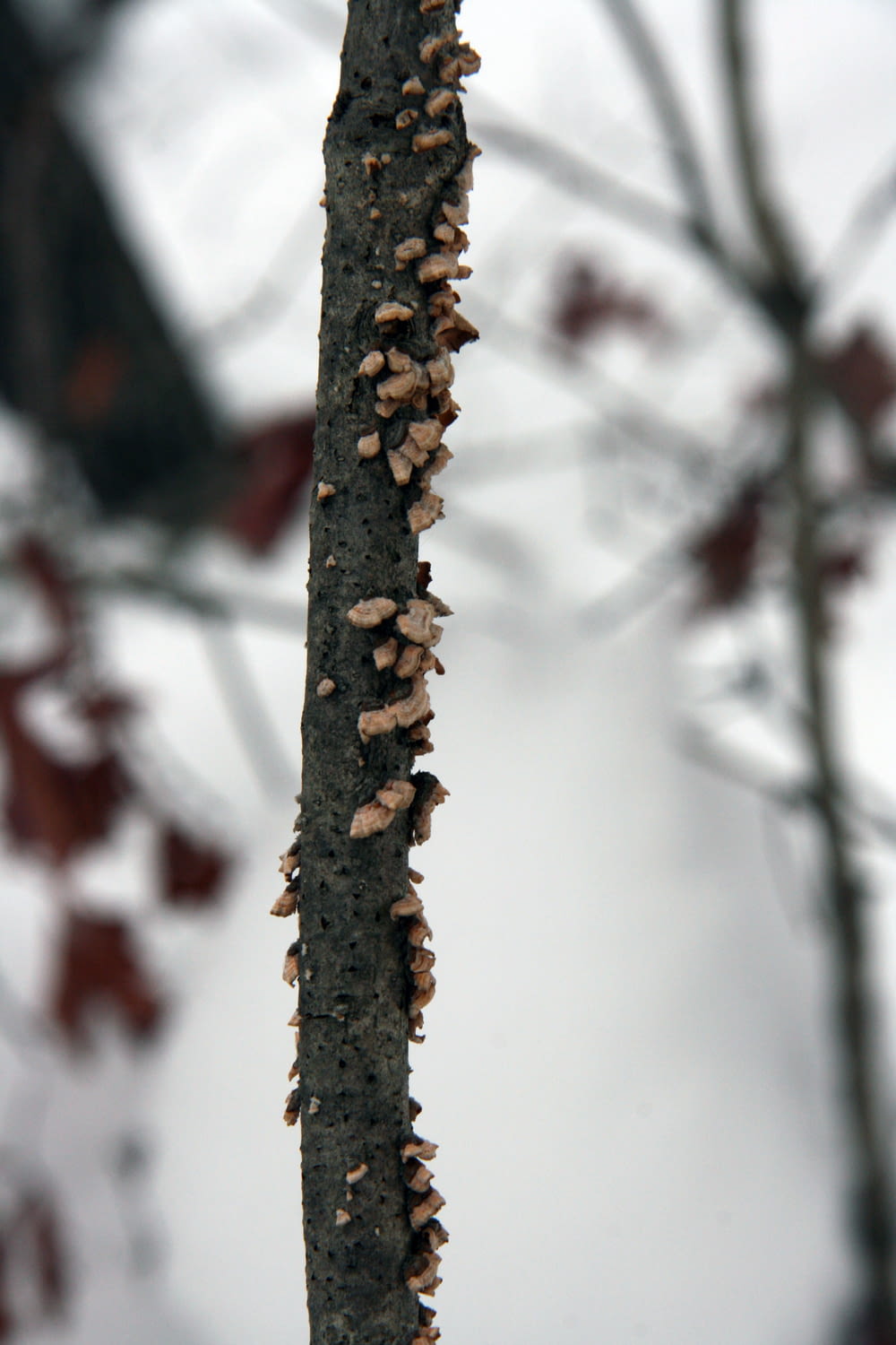 a close up of a tree branch with a bunch of mushrooms growing on it