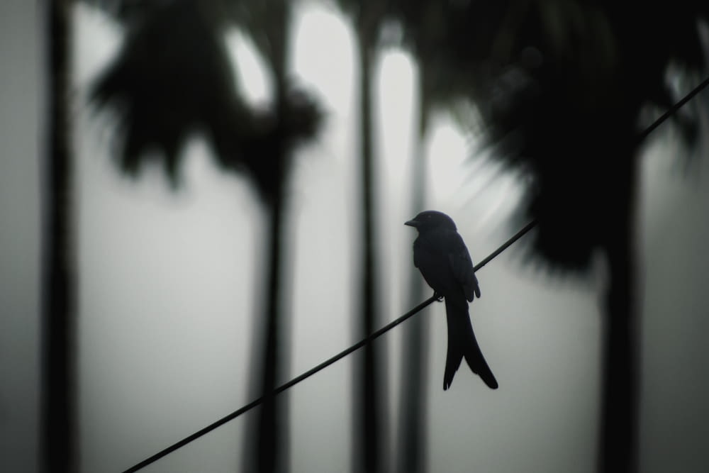 a bird sitting on a wire between palm trees