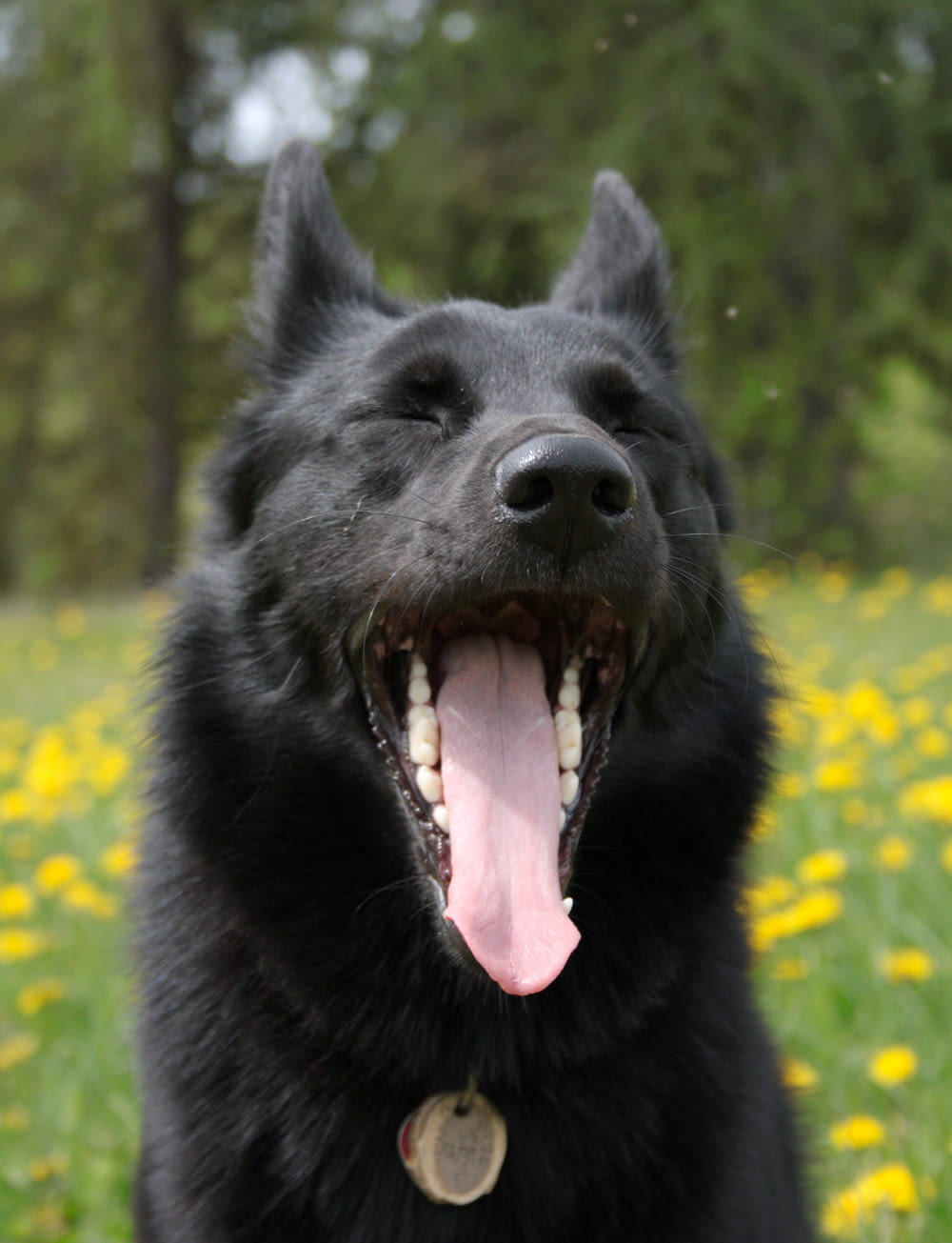 a black dog with its mouth open in a field of flowers